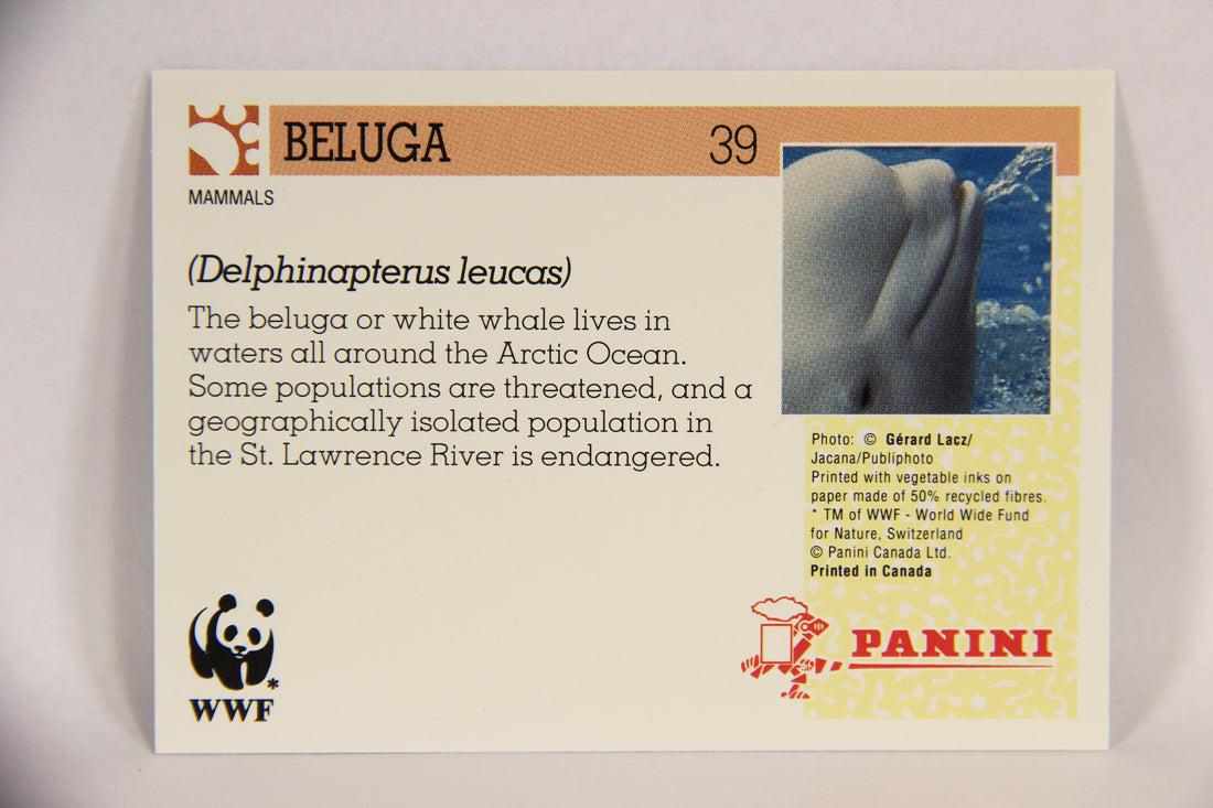 Wildlife In Danger WWF 1992 Trading Card #39 Beluga ENG L016975