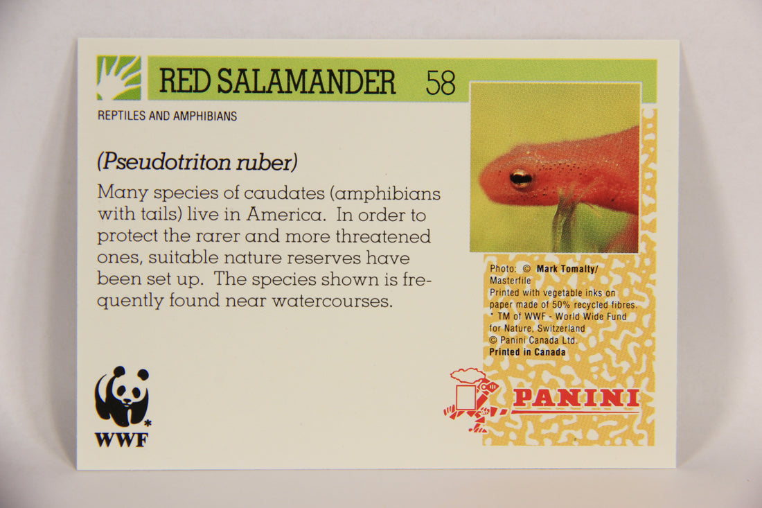 Wildlife In Danger WWF 1992 Trading Card #58 Red Salamander ENG L016994