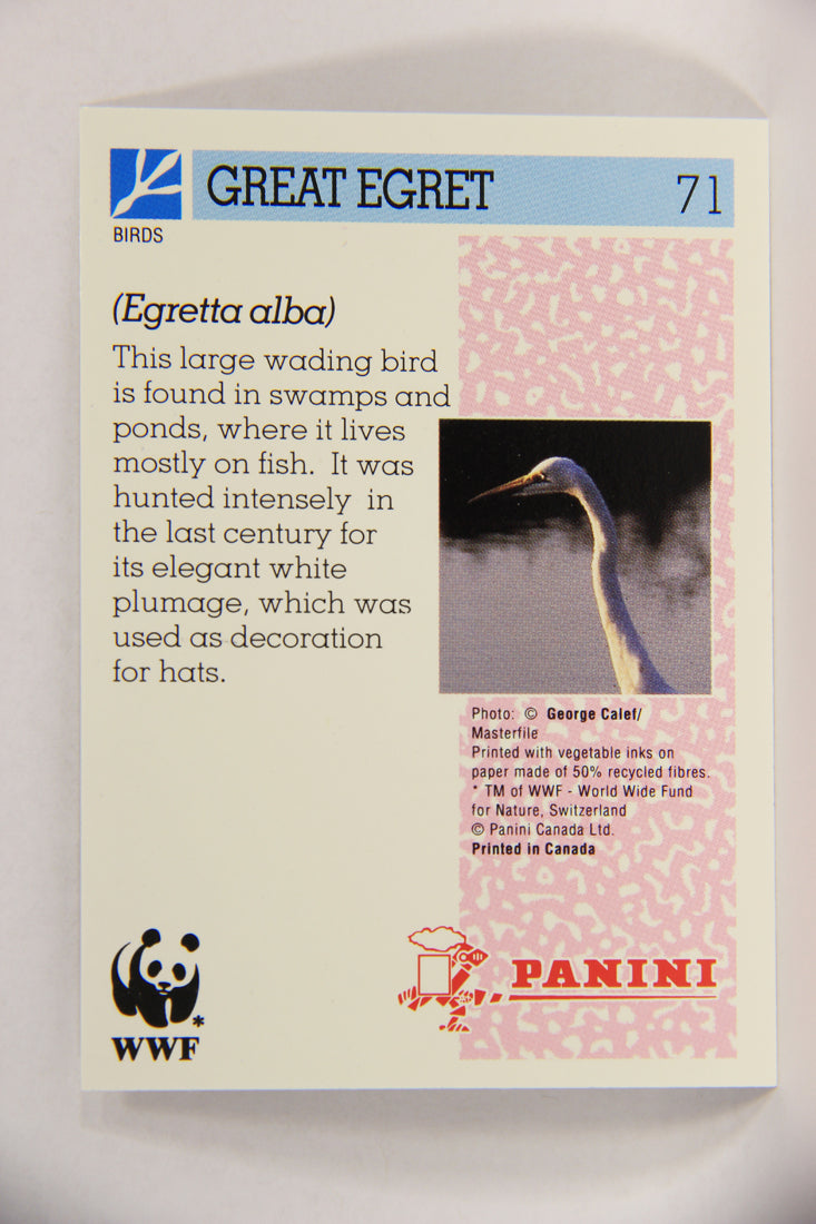 Wildlife In Danger WWF 1992 Trading Card #71 Great Egret ENG L017007
