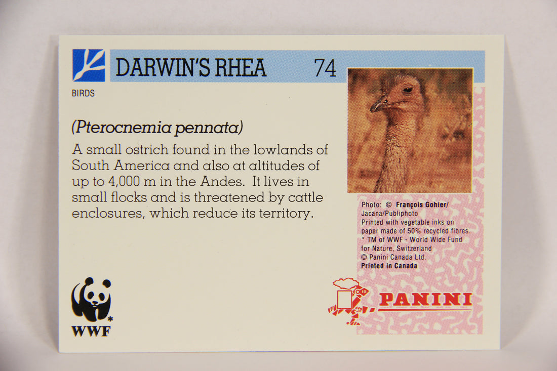 Wildlife In Danger WWF 1992 Trading Card #74 Darwin's Rhea ENG L017010