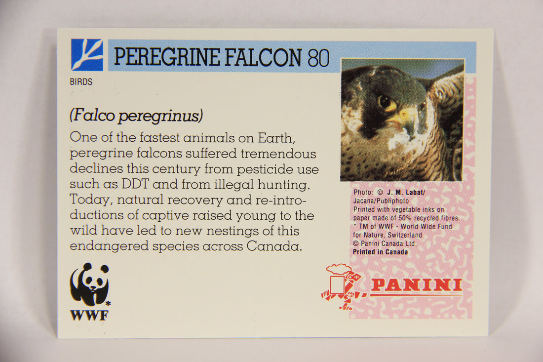 Wildlife In Danger WWF 1992 Trading Card #80 Peregrine Falcon ENG L017016