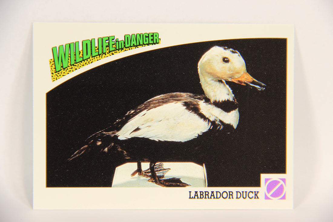Wildlife In Danger WWF 1992 Trading Card #91 Labrador Duck ENG L017027