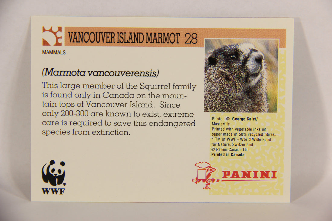 Wildlife In Danger WWF 1992 Trading Card #28 Vancouver Island Marmot ENG L017679