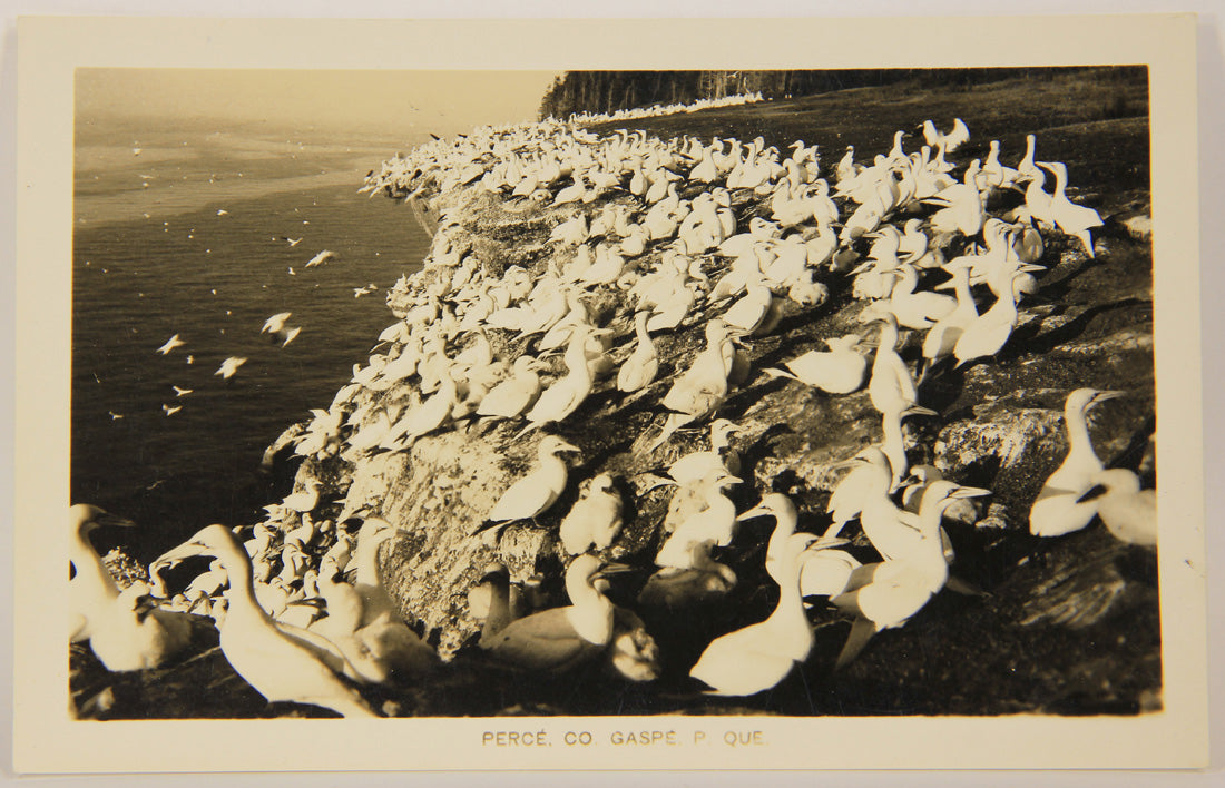 Quebec Vintage Postcard 40's Gannets Bonaventure Island Canada Québec Percé L001149