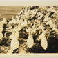 Quebec Vintage Postcard 40's Gannets Bonaventure Island Canada Québec Percé L001150