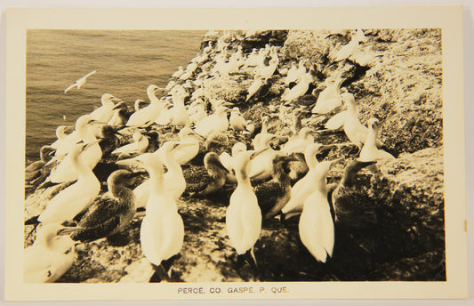 Quebec Vintage Postcard 40's Gannets Bonaventure Island Canada Québec Percé L001150