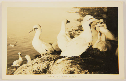 Quebec Vintage Postcard 40's Gannets Bonaventure Island Canada Québec Percé L001151