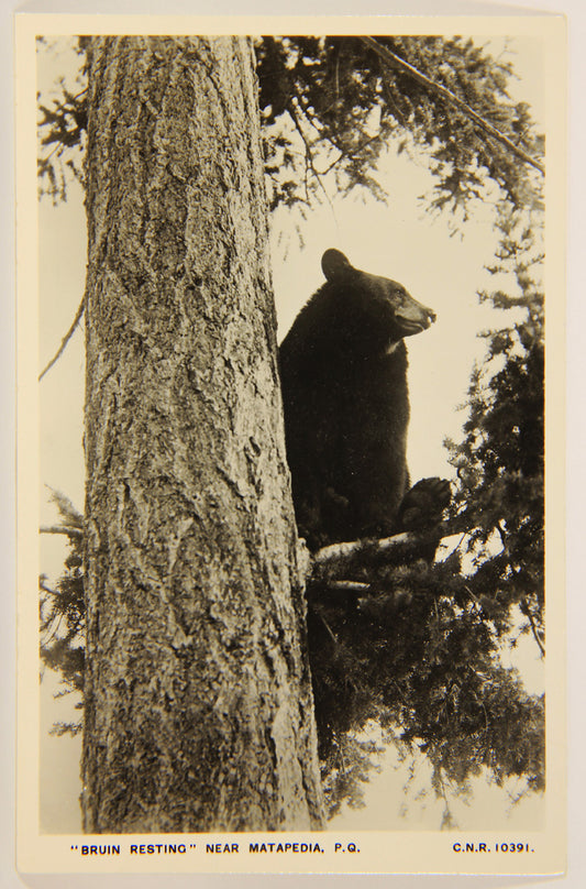 Quebec Vintage Postcard RPPC Bruin Resting Canada Québec Near Matapedia L001155