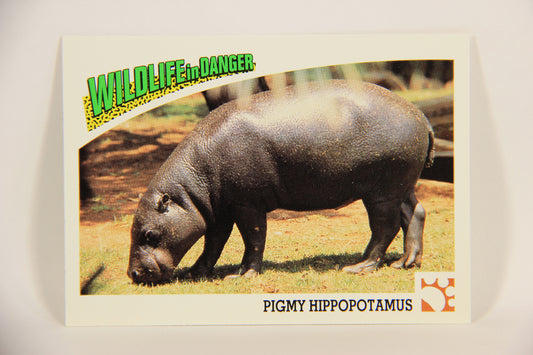 Wildlife In Danger WWF 1992 Trading Card #8 Pygmy Hippopotamus ENG L004546