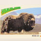 Wildlife In Danger WWF 1992 Trading Card #10 Musk Ox ENG L004548