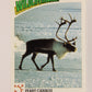 Wildlife In Danger WWF 1992 Trading Card #12 Peary Caribou ENG L004550