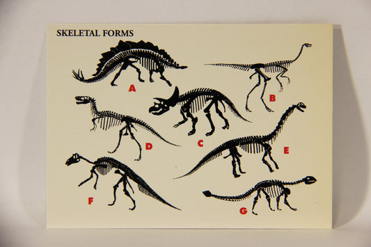 Dinosaurs The Mesozoic Era 1993 Vintage Trading Card #11 Skeletal Forms ENG L011304