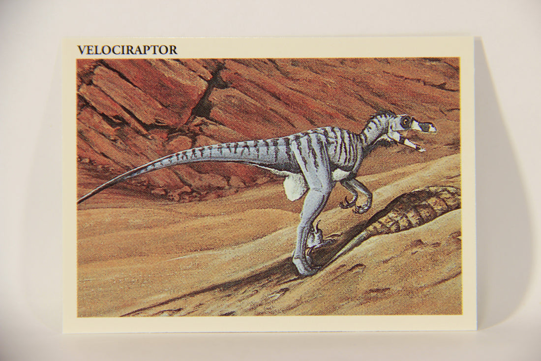 Dinosaurs The Mesozoic Era 1993 Vintage Trading Card #17 Velociraptor ENG L011310