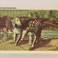 Dinosaurs The Mesozoic Era 1993 Vintage Trading Card #22 Telmatosaurus ENG L011315