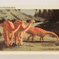 Dinosaurs The Mesozoic Era 1993 Vintage Trading Card #25 Plateosaurus ENG L011318