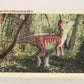 Dinosaurs The Mesozoic Era 1993 Vintage Trading Card #43 Pachycephalosaurus ENG L011336