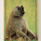 The Lion King 1994 Trading Card #158 The Baboon ENG L011852