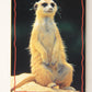 The Lion King 1994 Trading Card #160 The Meerkat ENG L011854