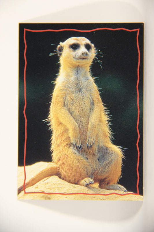 The Lion King 1994 Trading Card #160 The Meerkat ENG L011854