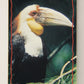 The Lion King 1994 Trading Card #161 The Hornbill ENG L011855