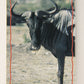 The Lion King 1994 Trading Card #163 The Wildebeest ENG L011857