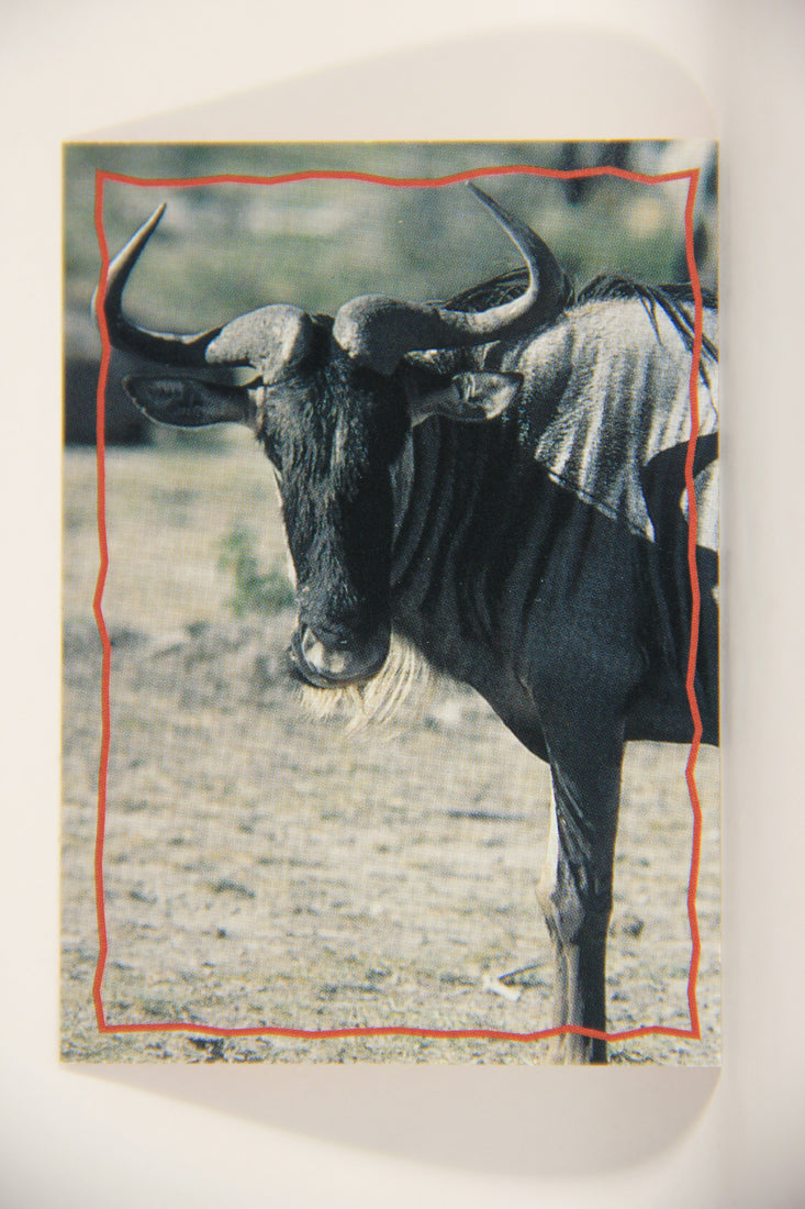 The Lion King 1994 Trading Card #163 The Wildebeest ENG L011857