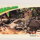 Wildlife In Danger WWF 1992 Trading Card #22 Ocelot ENG L016958