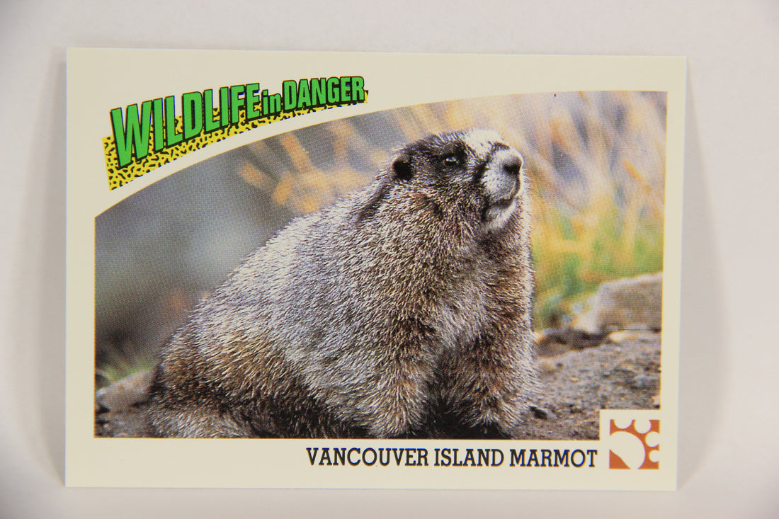 Wildlife In Danger WWF 1992 Trading Card #28 Vancouver Island Marmot ENG L016964