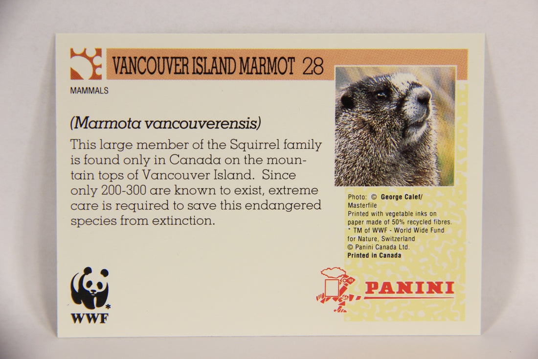 Wildlife In Danger WWF 1992 Trading Card #28 Vancouver Island Marmot ENG L016964