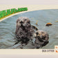 Wildlife In Danger WWF 1992 Trading Card #29 Sea Otter ENG L016965