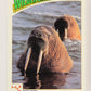 Wildlife In Danger WWF 1992 Trading Card #34 Walrus ENG L016970