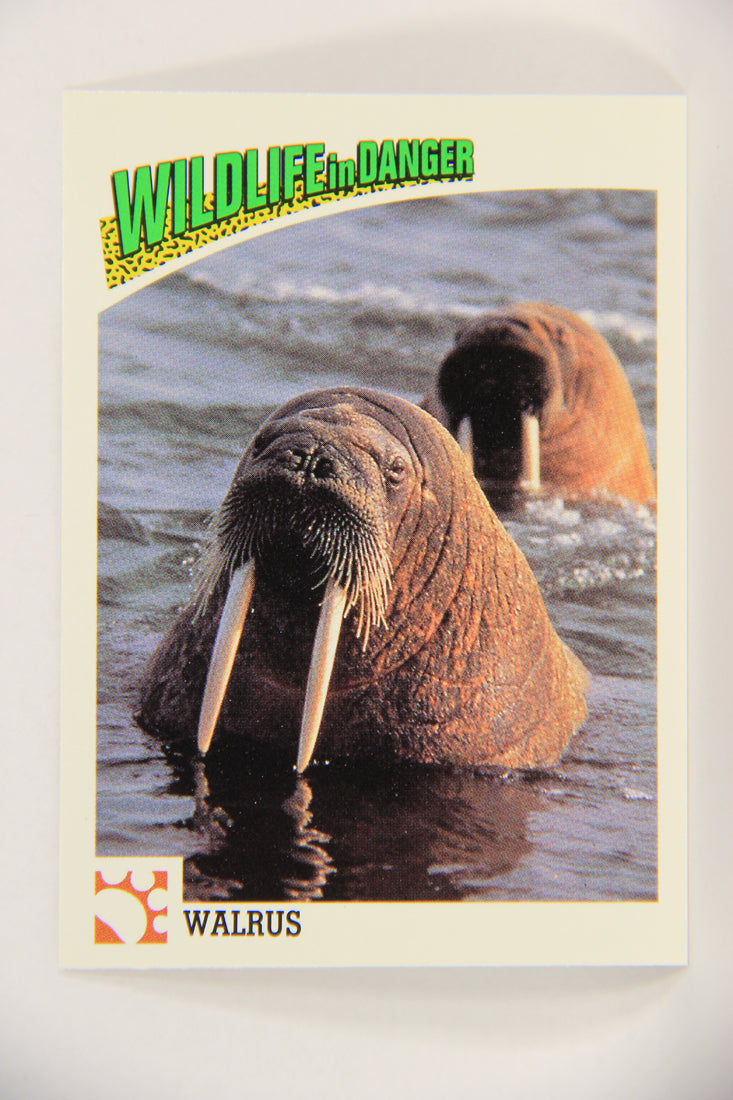 Wildlife In Danger WWF 1992 Trading Card #34 Walrus ENG L016970