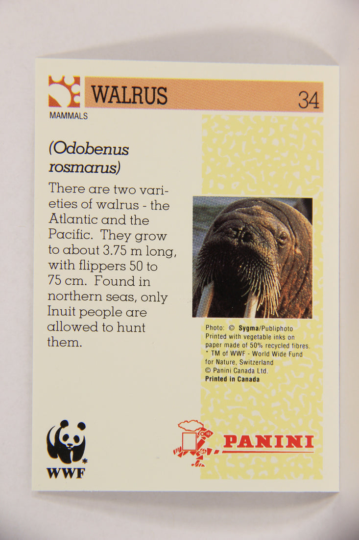 Wildlife In Danger WWF 1992 Trading Card #34 Walrus ENG L016970