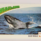 Wildlife In Danger WWF 1992 Trading Card #36 Blue Whale ENG L016972