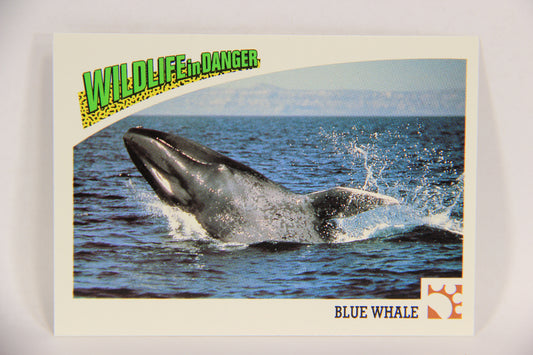 Wildlife In Danger WWF 1992 Trading Card #36 Blue Whale ENG L016972