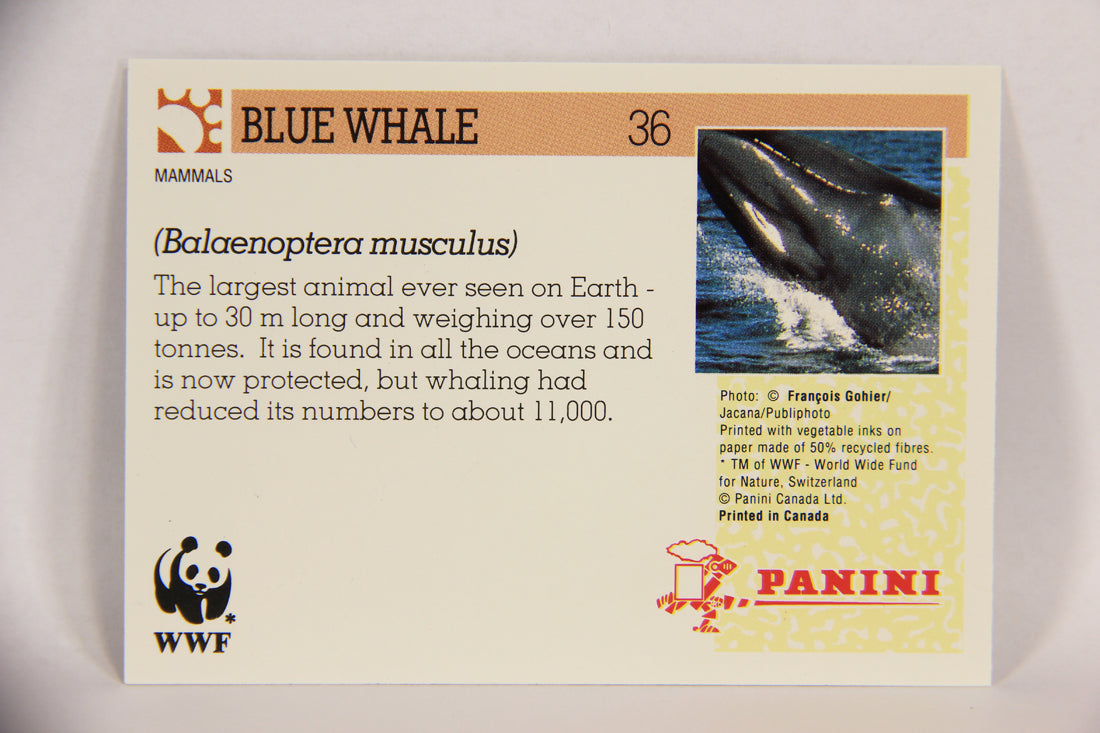 Wildlife In Danger WWF 1992 Trading Card #36 Blue Whale ENG L016972