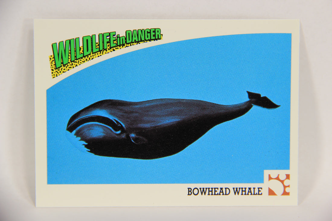 Wildlife In Danger WWF 1992 Trading Card #37 Bowhead Whale ENG L016973