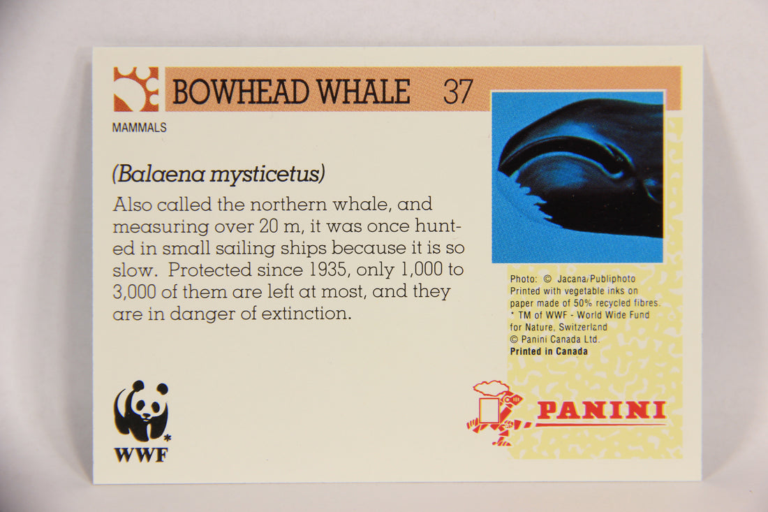 Wildlife In Danger WWF 1992 Trading Card #37 Bowhead Whale ENG L016973