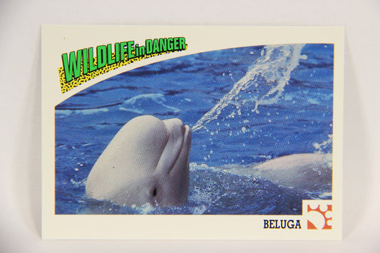 Wildlife In Danger WWF 1992 Trading Card #39 Beluga ENG L016975