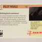 Wildlife In Danger WWF 1992 Trading Card #41 Pilot Whale ENG L016977