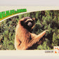 Wildlife In Danger WWF 1992 Trading Card #44 Gibbon ENG L016980