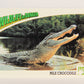 Wildlife In Danger WWF 1992 Trading Card #47 Nile Crocodile ENG L016983