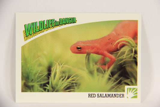 Wildlife In Danger WWF 1992 Trading Card #58 Red Salamander ENG L016994