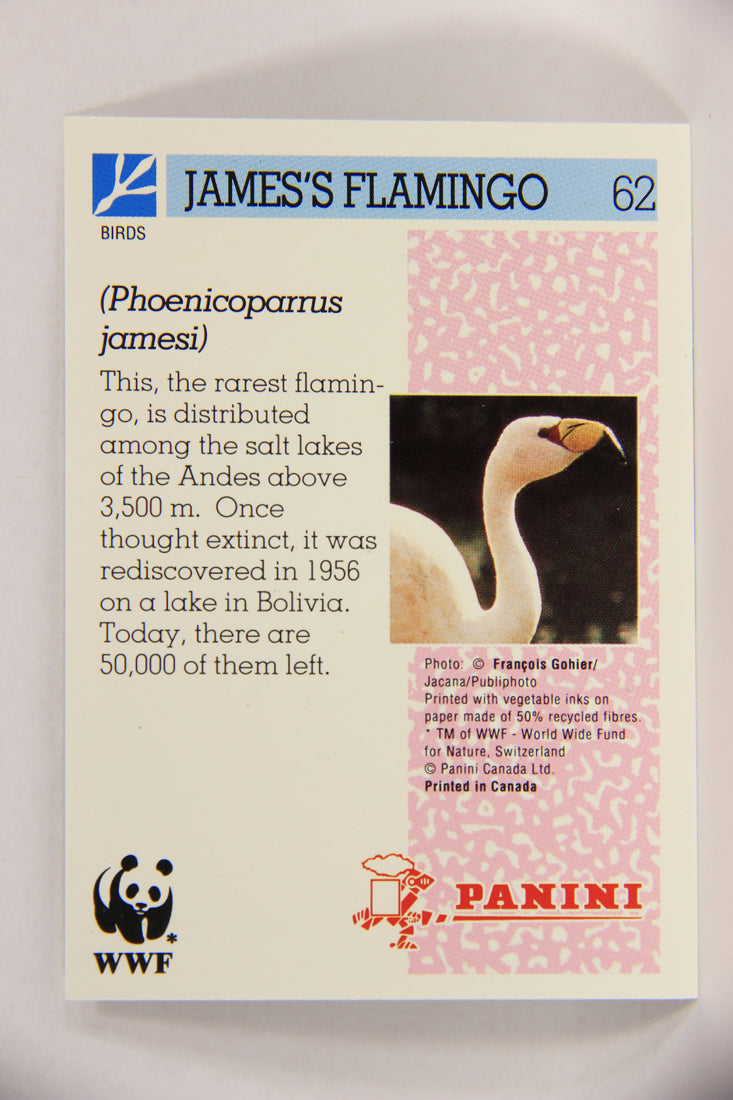 Wildlife In Danger WWF 1992 Trading Card #62 James's Flamingo ENG L016998