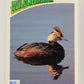 Wildlife In Danger WWF 1992 Trading Card #63 Eared Grebe ENG L016999