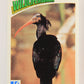 Wildlife In Danger WWF 1992 Trading Card #67 Hermit Ibis ENG L017003