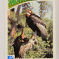 Wildlife In Danger WWF 1992 Trading Card #75 Californian Condor ENG L017011