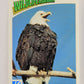 Wildlife In Danger WWF 1992 Trading Card #76 Bald Eagle ENG L017012