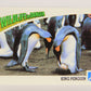 Wildlife In Danger WWF 1992 Trading Card #82 King Penguin ENG L017018