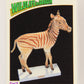 Wildlife In Danger WWF 1992 Trading Card #89 Quagga ENG L017025